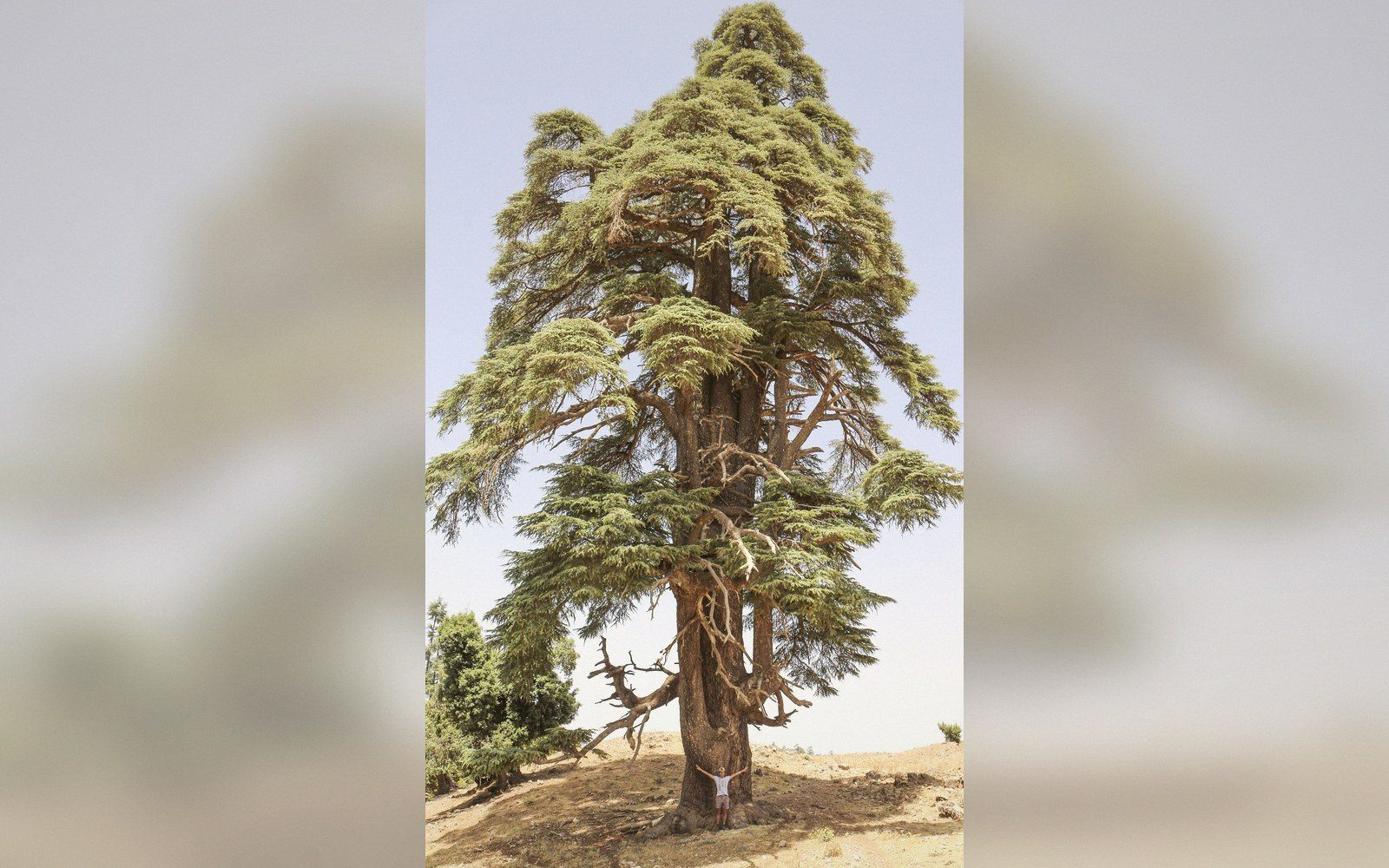 A person stands dwarfed at the base of a massive cedar tree's trunk