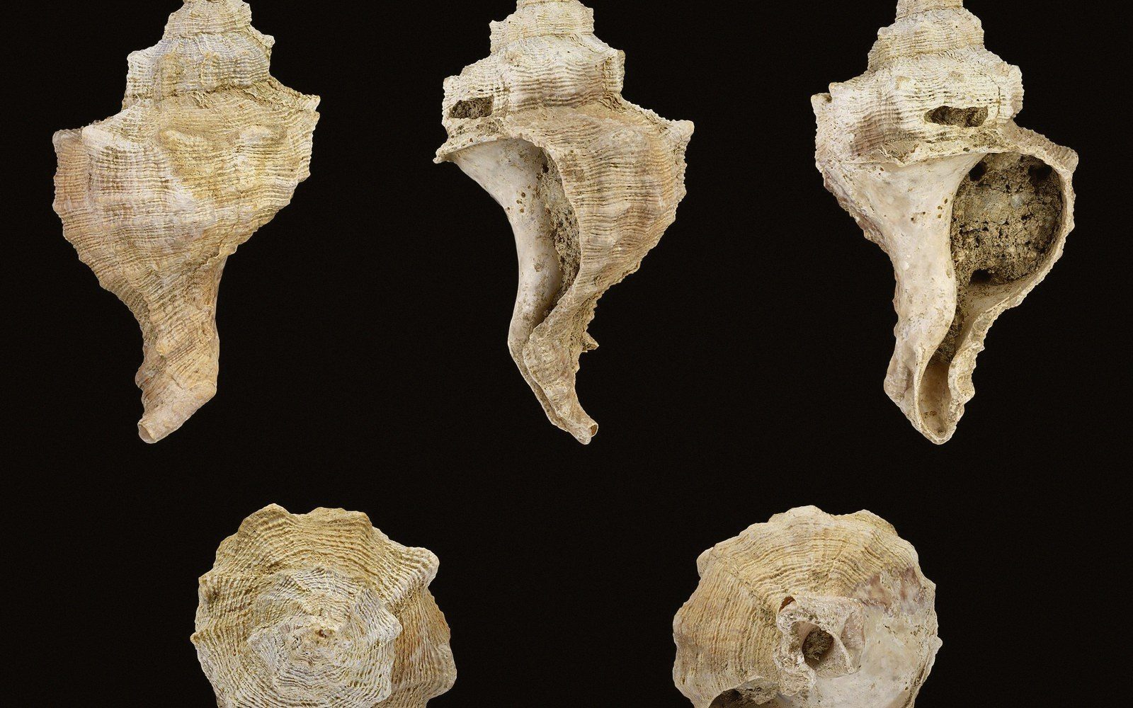 A murex sea snail shell photographed from five different angles against a black background